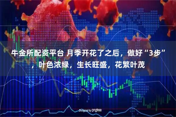 牛金所配资平台 月季开花了之后，做好“3步”，叶色浓绿，生长旺盛，花繁叶茂